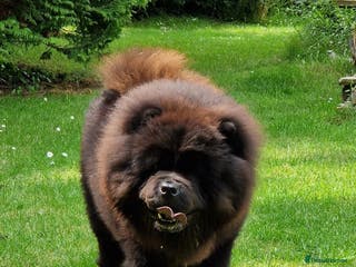 Chow Chow dogs Now at stud, proven, kc reg in Wingate - Advert 6