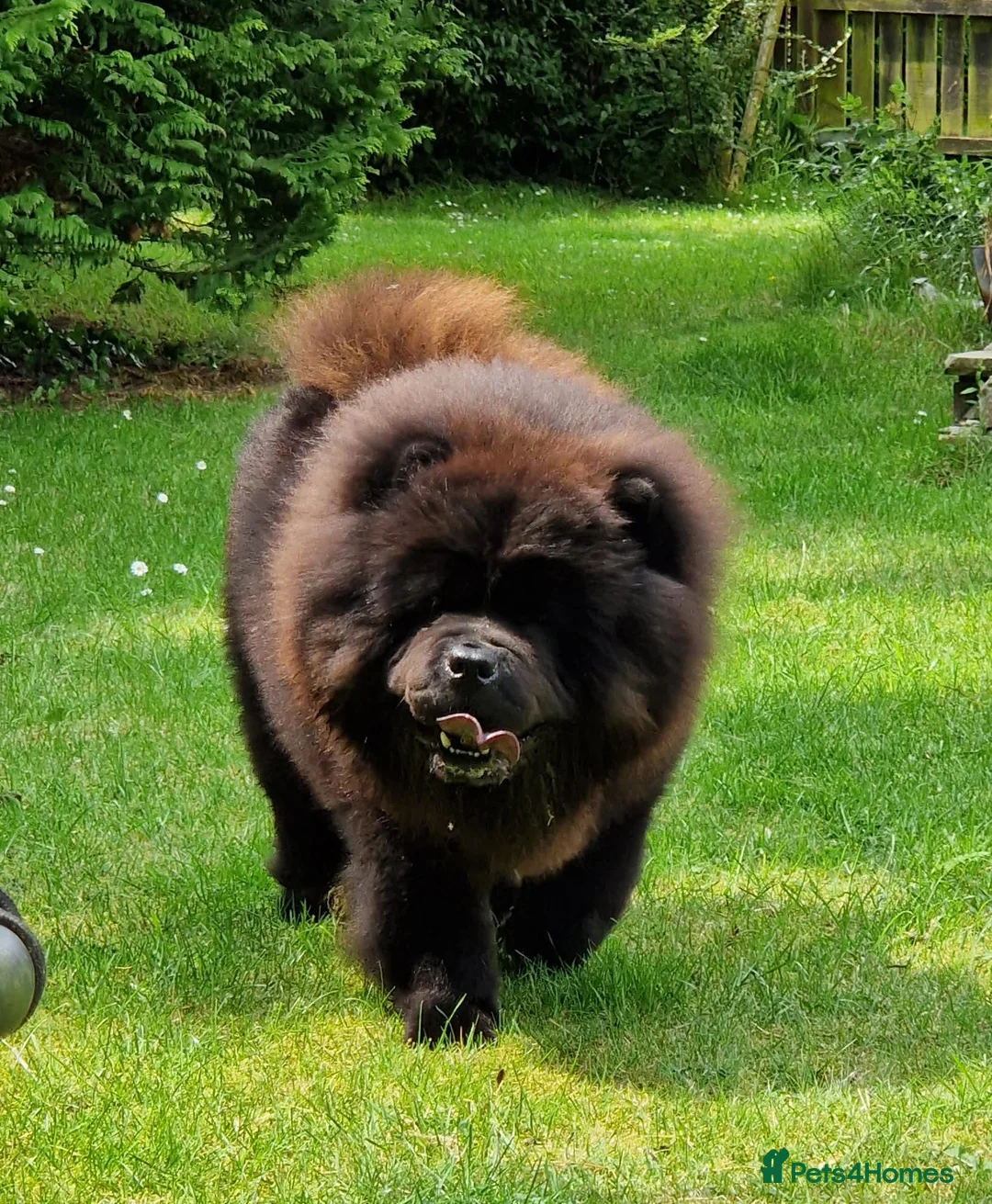 Chow Chow dogs for stud: Now at stud, proven, kc reg in Wingate - Advert 1