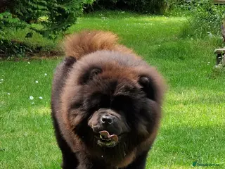 Chow Chow dogs Now at stud, proven, kc reg in Wingate - Advert 4