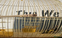 Finches birds for sale: 2025 rung goldfinch - Image 1