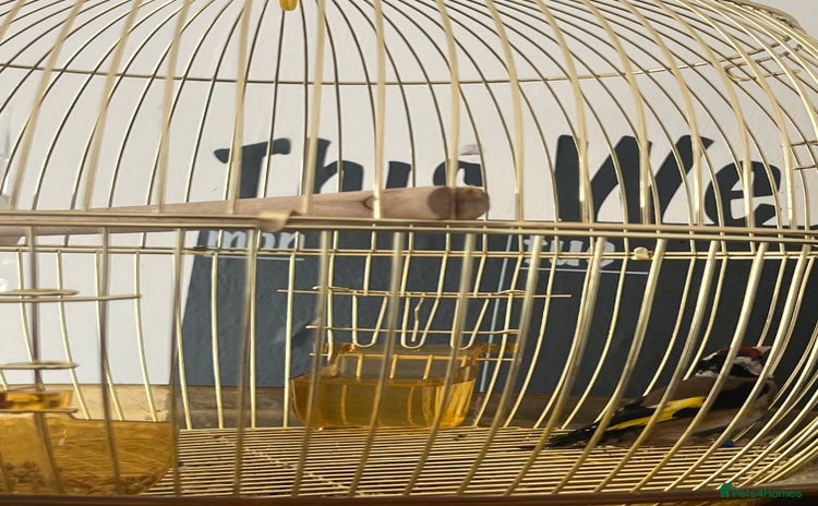 Finches birds - Advert 1