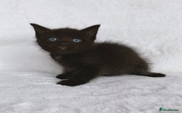 Ragdoll cats for sale: Gorgeous Rare Ragdoll Kittens  - Image 5