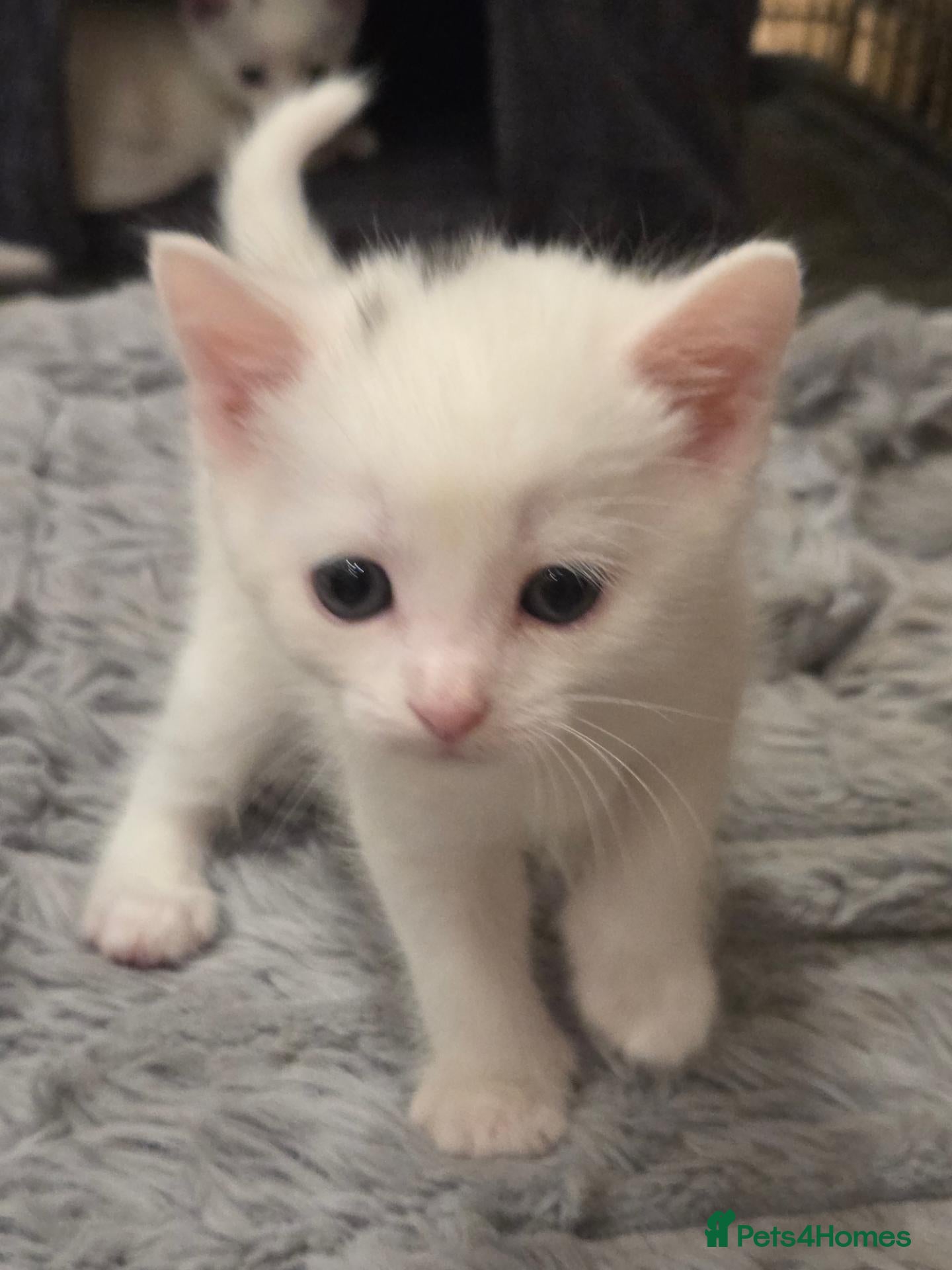Mixed Breed cats Black & Wite Kittens Looking for Loving Homes 🐾 - Advert 1