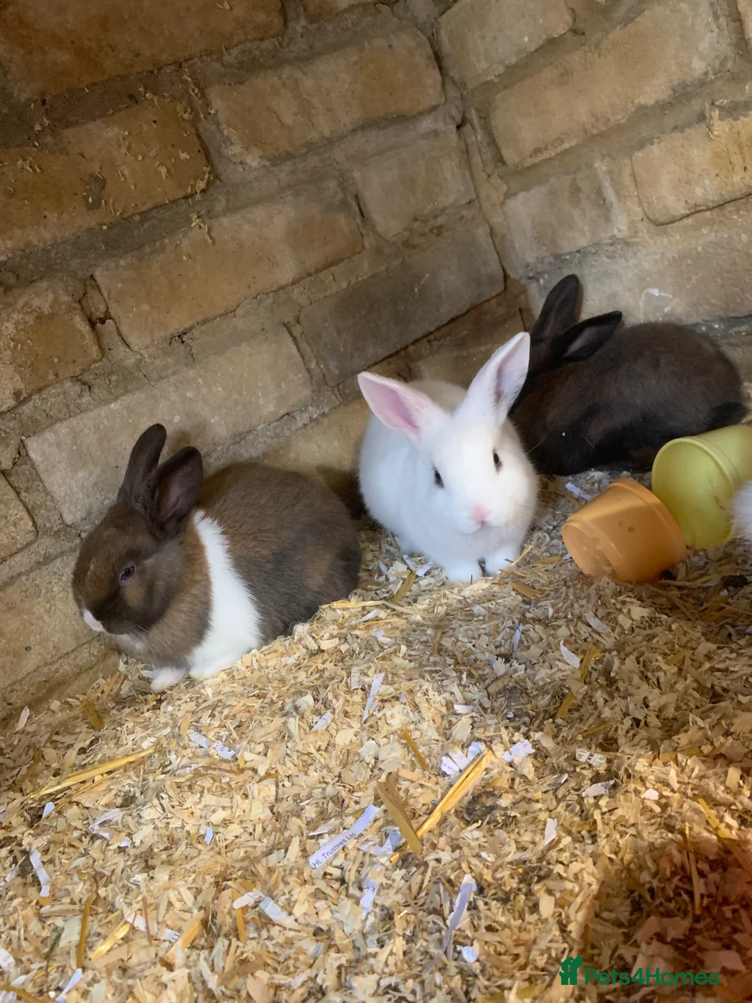 Mini Lop rabbits for sale: Gorgeous mini lop baby’s  - Advert 1