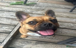 French Bulldog dogs for sale: French bulldog  - Image 2