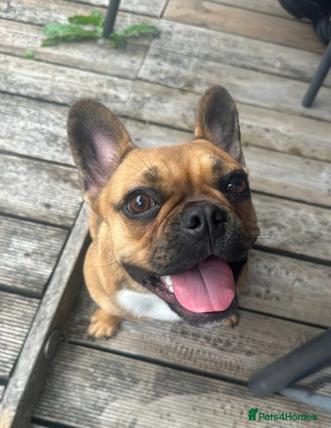French Bulldog dogs for sale: French bulldog  - Image 2