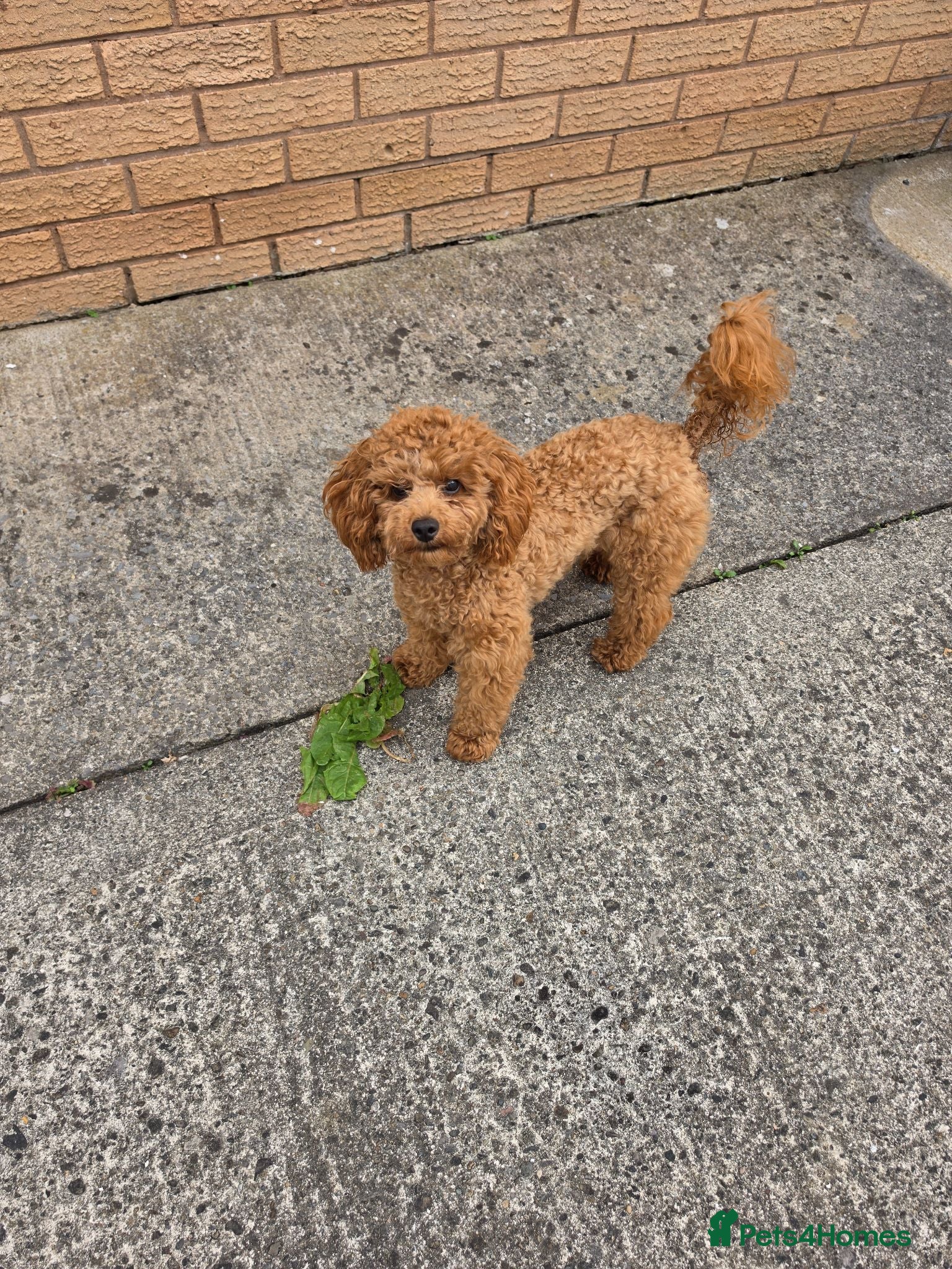 Toy Poodle dogs Small toy poodle - Advert 1