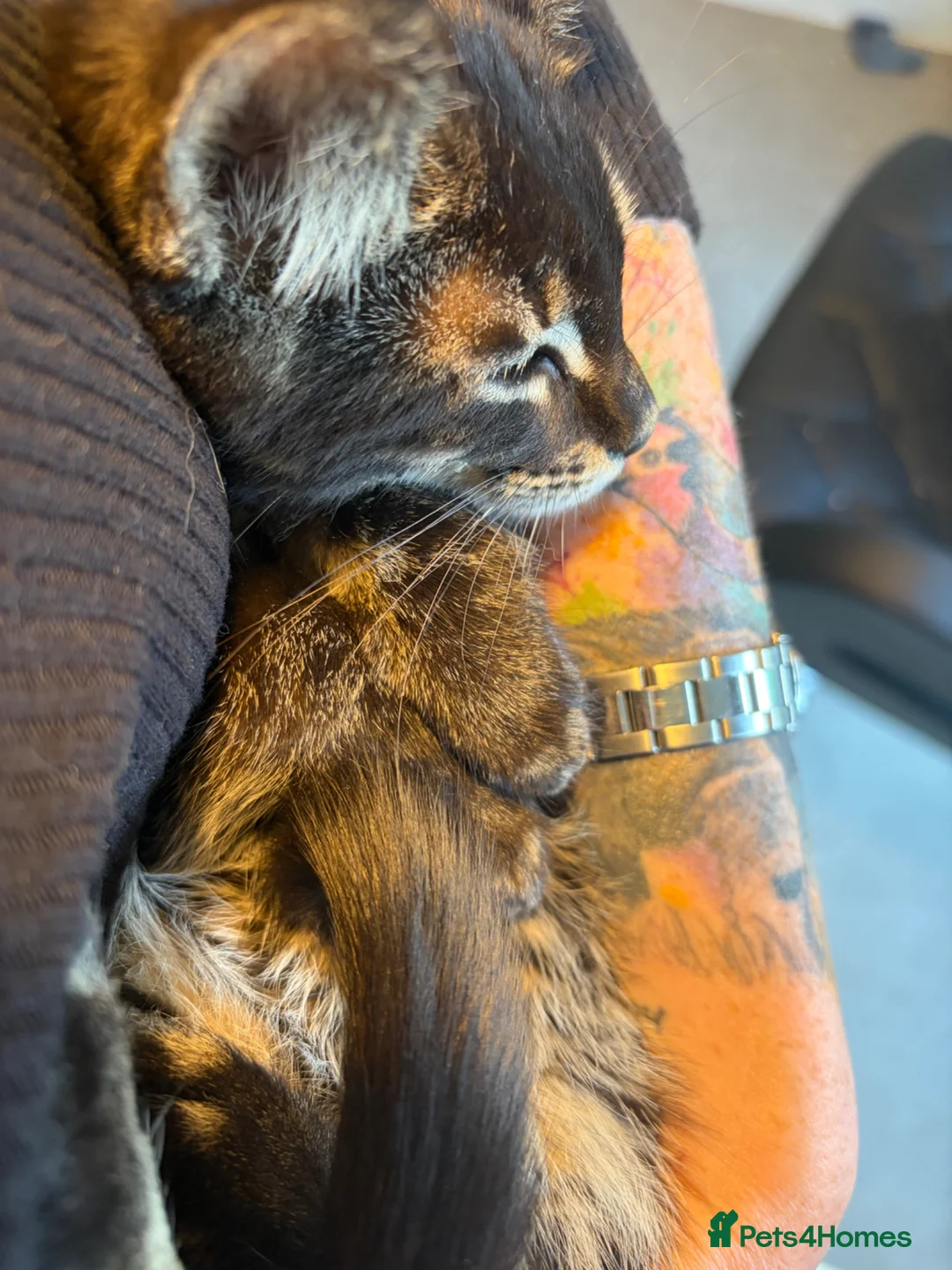Maine Coon cats for sale: Champion XL Russian Maine coon X GCCF bengal - Advert 1