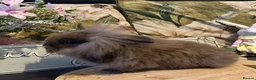 Mini Lion Lop rabbits for sale: Mini lion lop and lion head babies  - Advert 10