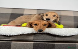 Miniature Dachshund dogs for sale: Beautiful Long-Haired Dachshund - Image 1