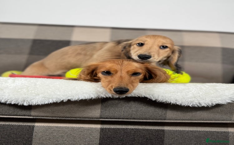 Miniature Dachshund dogs - Advert 11