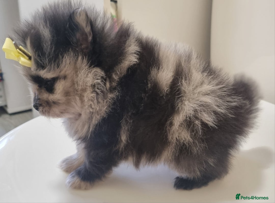 Pomeranian dogs for sale: Beautiful litter xxsmall teddy bear poms  - Image 9