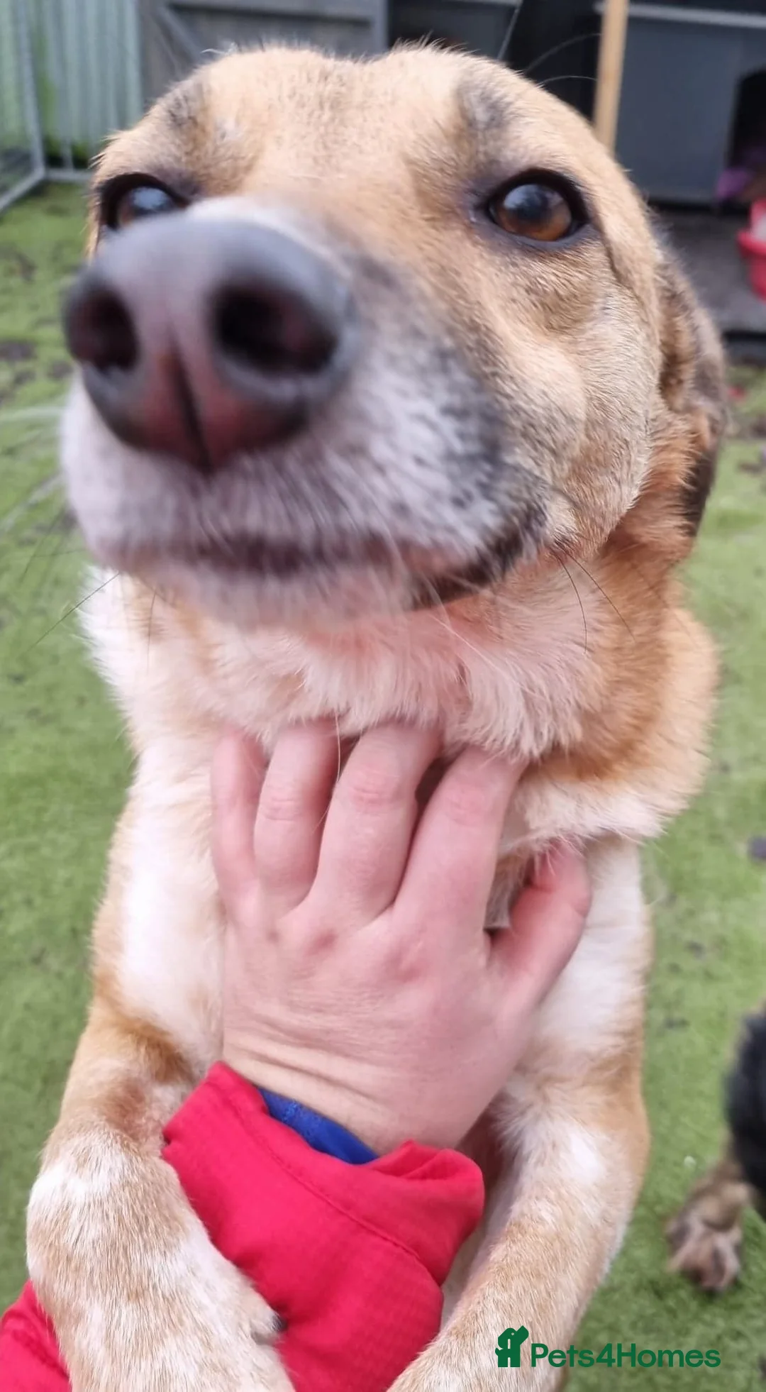 Mixed Breed dogs for adoption: Tessa and Tosca -looking for a home together in Ayr - Advert 7