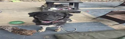 Mixed Breed dogs for sale: Shepard mix looking for her forever home  - Advert 5