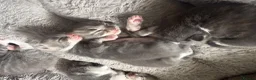 Mixed Breed cats for sale: Gorgeous grey and white fluffy kittens ready now  - Advert 9