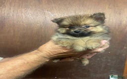 Pomeranian dogs for sale: Teacup Pomeranians Puppies  - Image 4