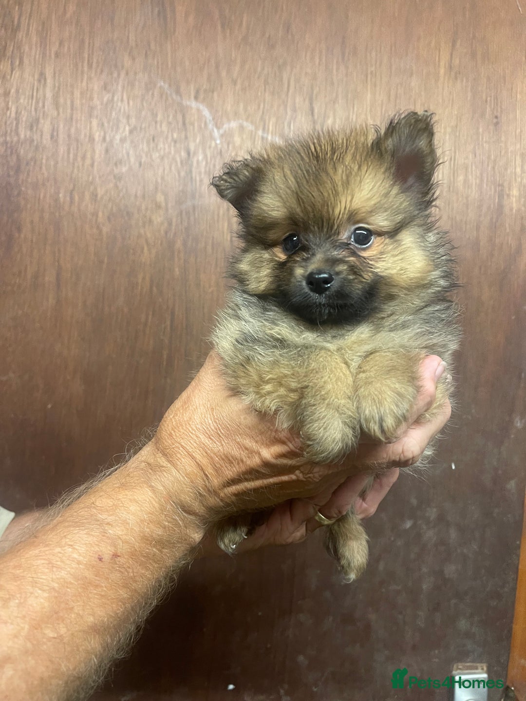 Pomeranian dogs for sale: Teacup Pomeranians Puppies  - Image 4