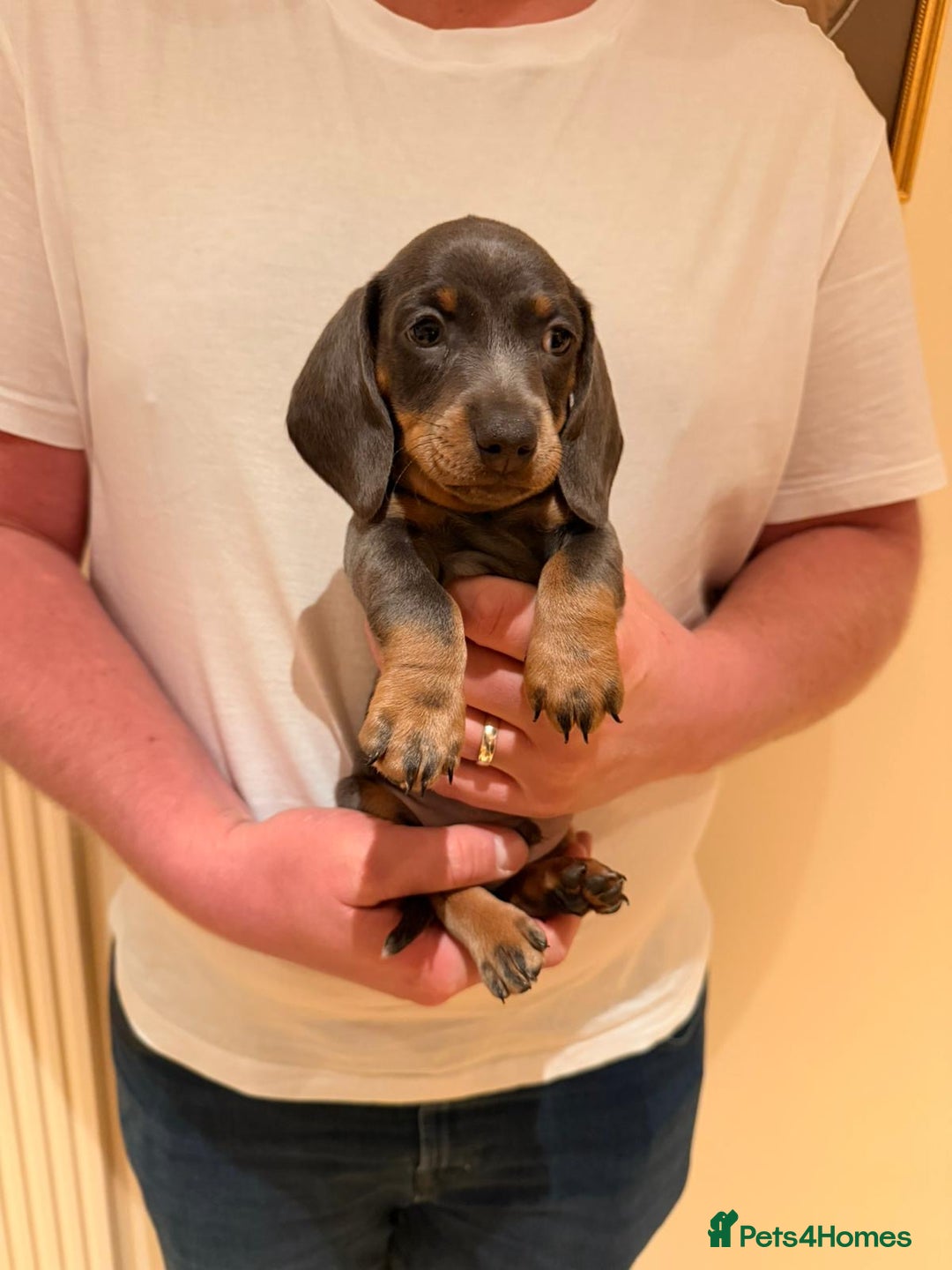 Miniature Dachshund dogs for sale: Miniature dachshund  - Advert 10