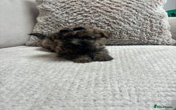 Cairn Terrier dogs for sale: Cairn terrier puppies  - Image 13