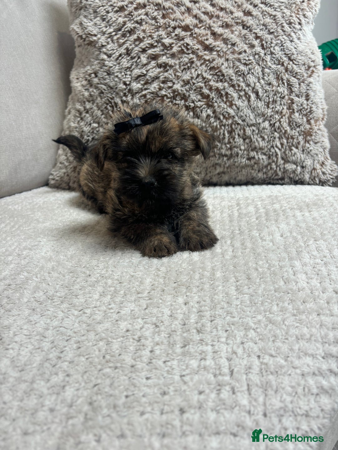 Cairn Terrier dogs for sale: Cairn terrier puppies  - Image 13