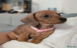 Miniature Dachshund dogs for sale: 2x miniature dachshunds - Image 27