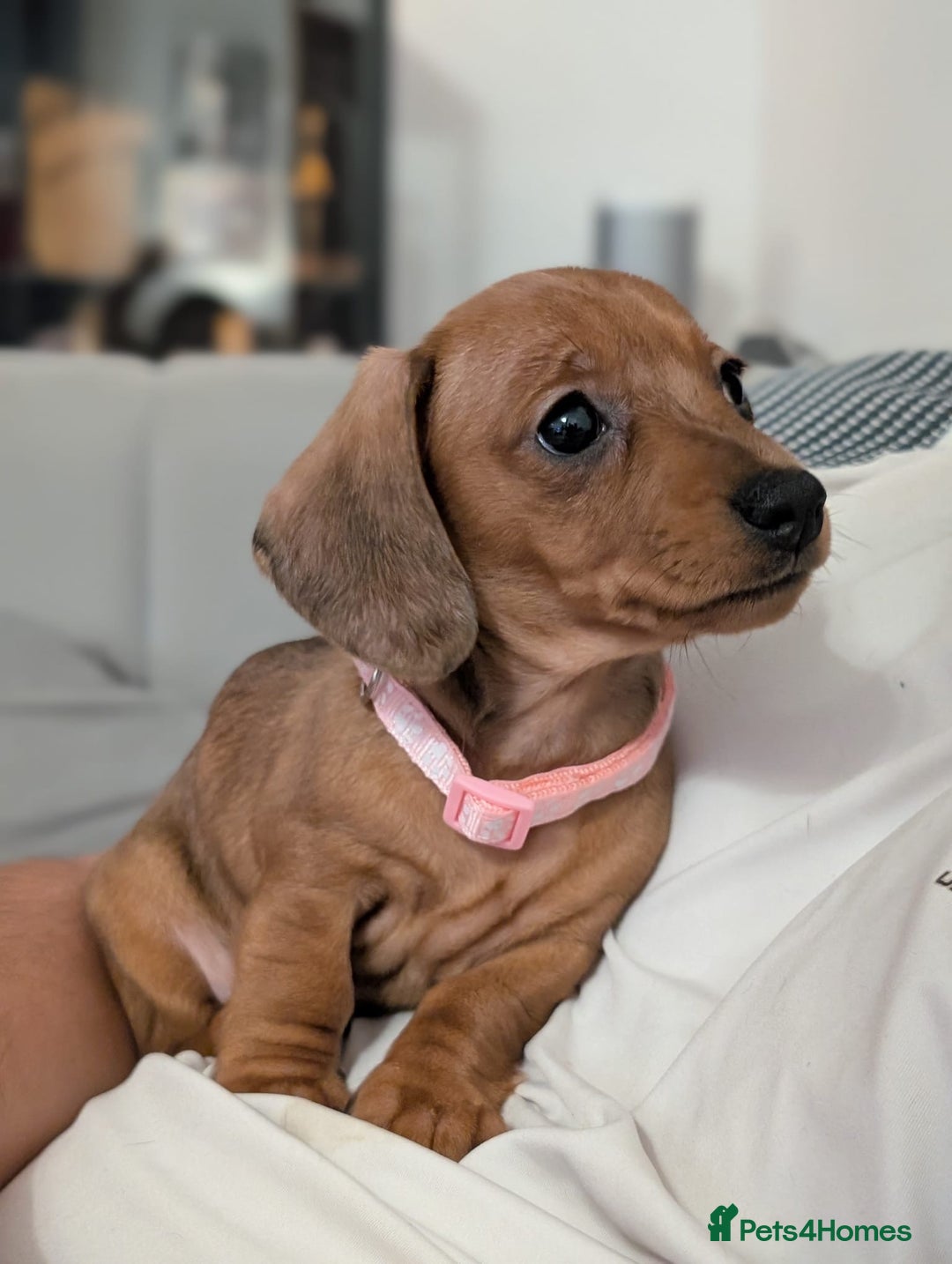 Miniature Dachshund dogs for sale: 2x miniature dachshunds - Image 27