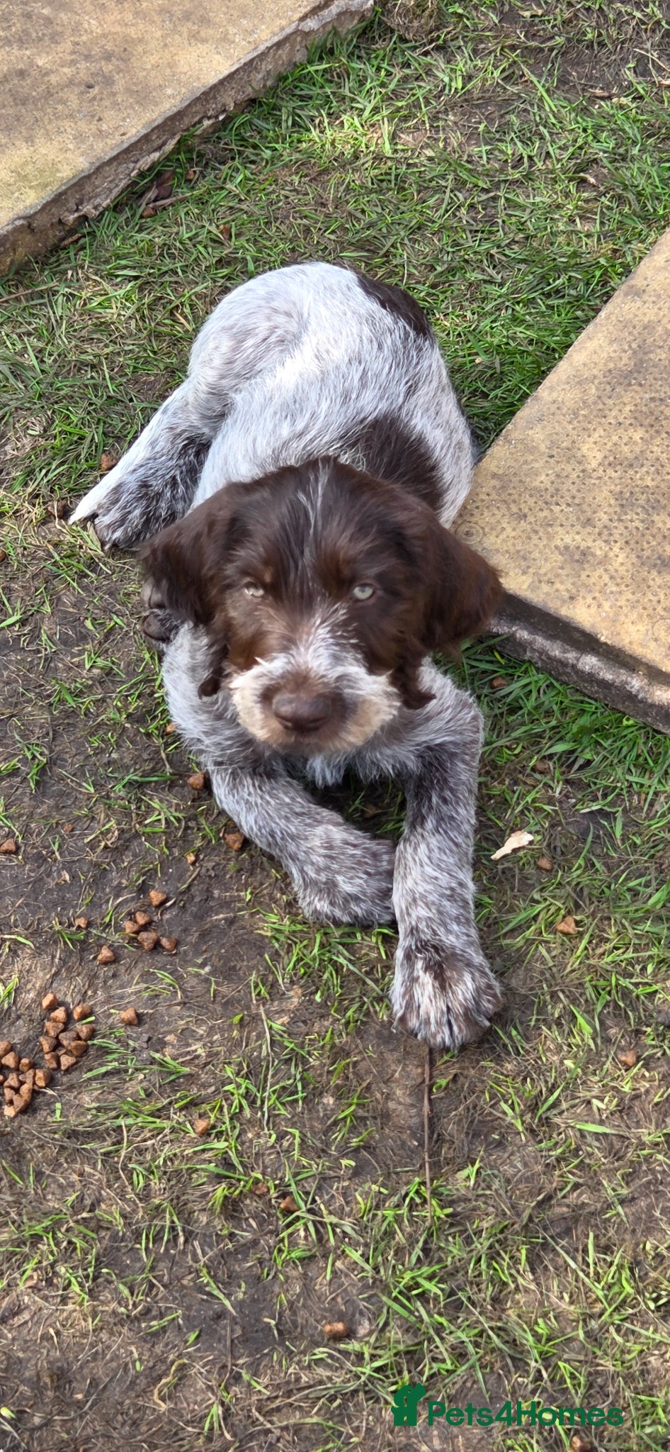 German Wirehaired Pointer dogs 2 Pups left!! Stunning German Wirehaired GWP - Advert 13
