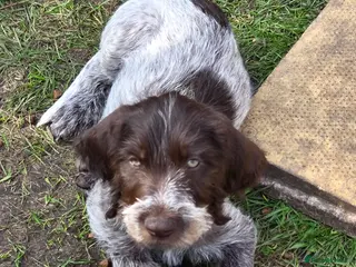 German Wirehaired Pointer dogs 2 Pups left!! Stunning German Wirehaired GWP - Advert 13