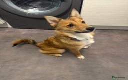 Pomsky dogs for sale: Female Pomsky (Maple) - Image 3