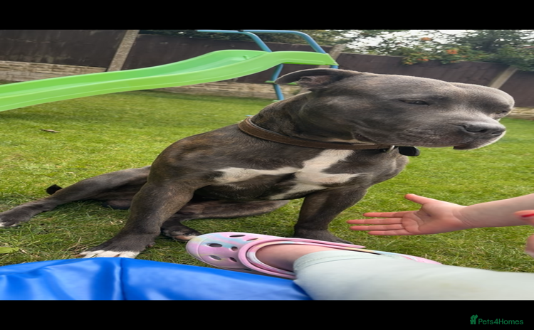 Mixed Breed dogs - Advert 11