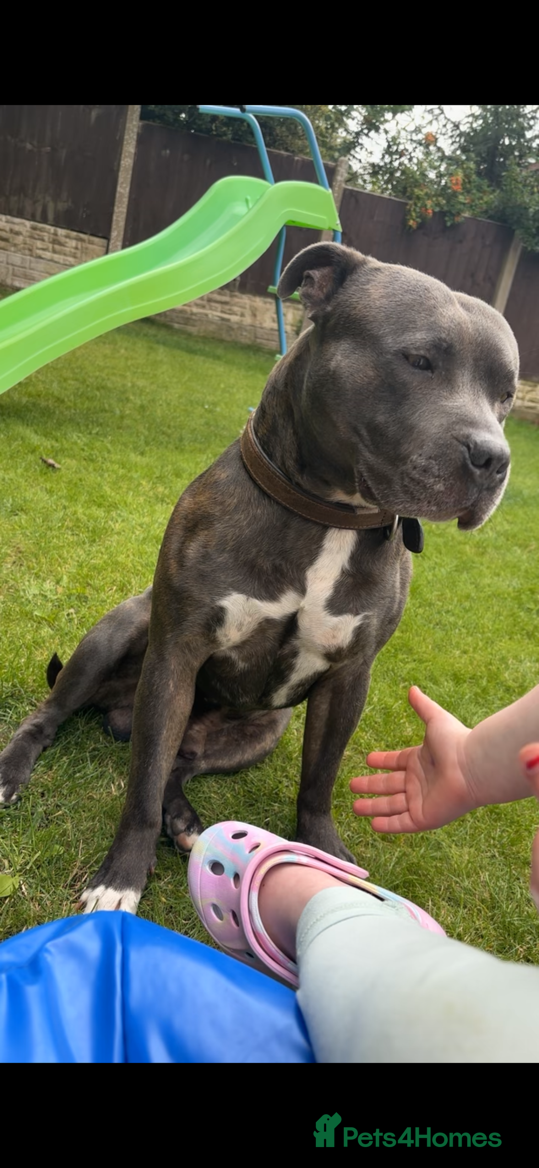 Mixed Breed dogs for sale: Blue- 7 year old staffy cross - Image 1