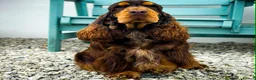 Cocker Spaniel dogs for sale: Show type cocker pups - Advert 7