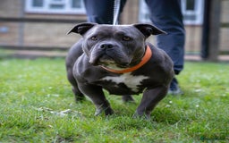 American Bully dogs for sale: ABCK pocket bully ( getting blood) - Image 3