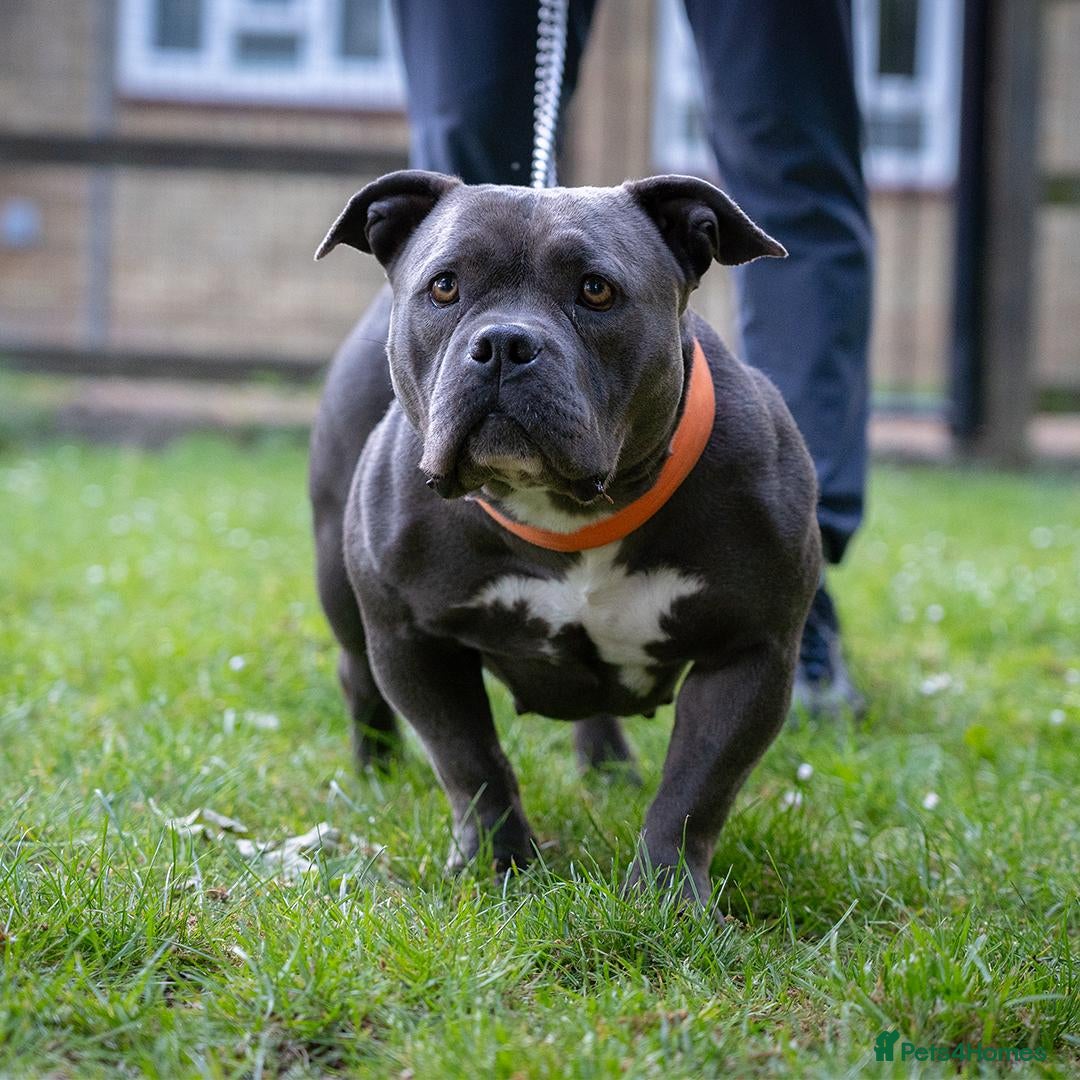 American Bully dogs for sale: ABCK pocket bully ( getting blood) - Image 3