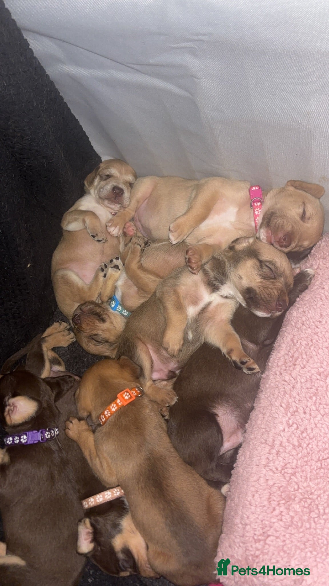 Mixed Breed dogs Beautiful puppies of our Family pets  - Advert 11