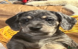 Mixed Breed dogs for sale: Adorable Daxi Jacks - Image 8