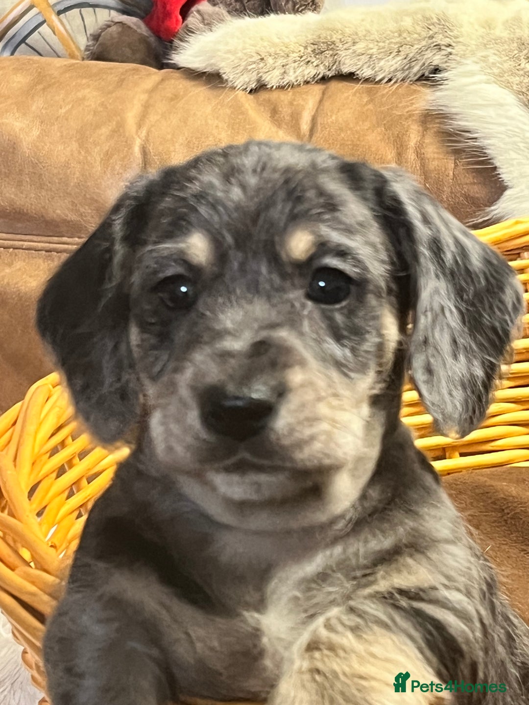 Mixed Breed dogs for sale: Adorable Daxi Jacks - Image 8