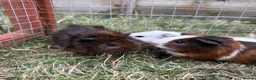 Guinea Pig rodents for sale: Cheeky baby guinea pigs! - Advert 3