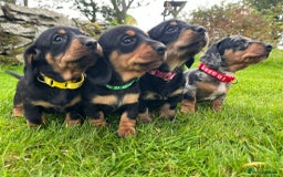 Miniature Dachshund dogs for sale: Stunning Miniature Dachshund Puppies - Image 1