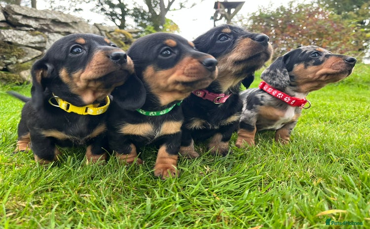 Miniature Dachshund dogs - Advert 4
