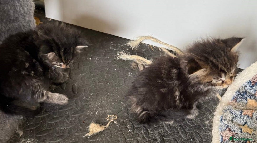 Maine Coon cats for sale: 4 Truly Pure Maine Coons kittens - Advert 5