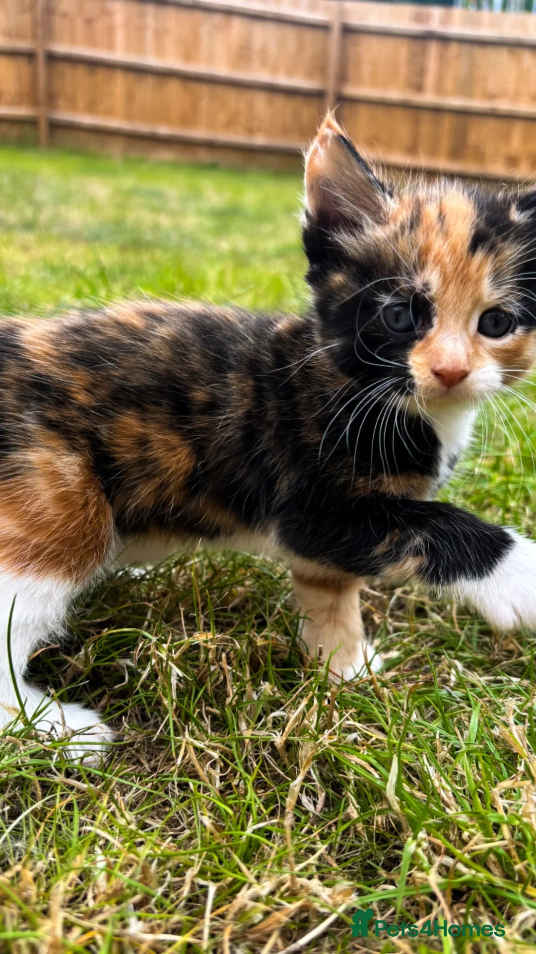 Mixed Breed cats for sale: KittensLooking for Loving Families Half maine coon - Advert 15