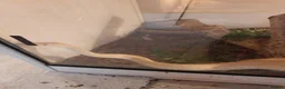 Python Snake reptiles for sale: Snakes for sale  in Norwich - Advert 2