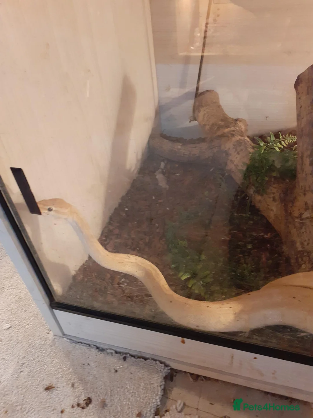 Python Snake reptiles for sale: Snakes for sale  in Norwich - Advert 2