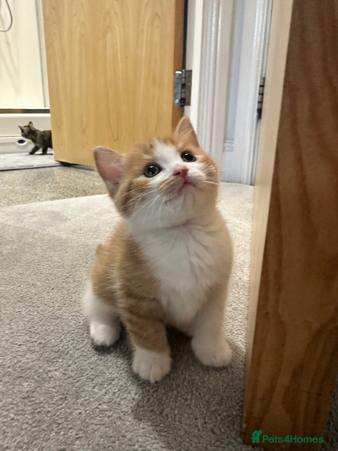 Siberian cats for sale: Kittens for sale  - Image 1