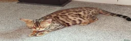 Bengal cats for sale: Female glitter Bengal for sale - Advert 18