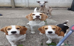 Beagle dogs for sale: Lovely kc registered girl  - Image 3