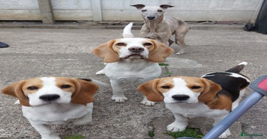 Beagle dogs - Advert 5