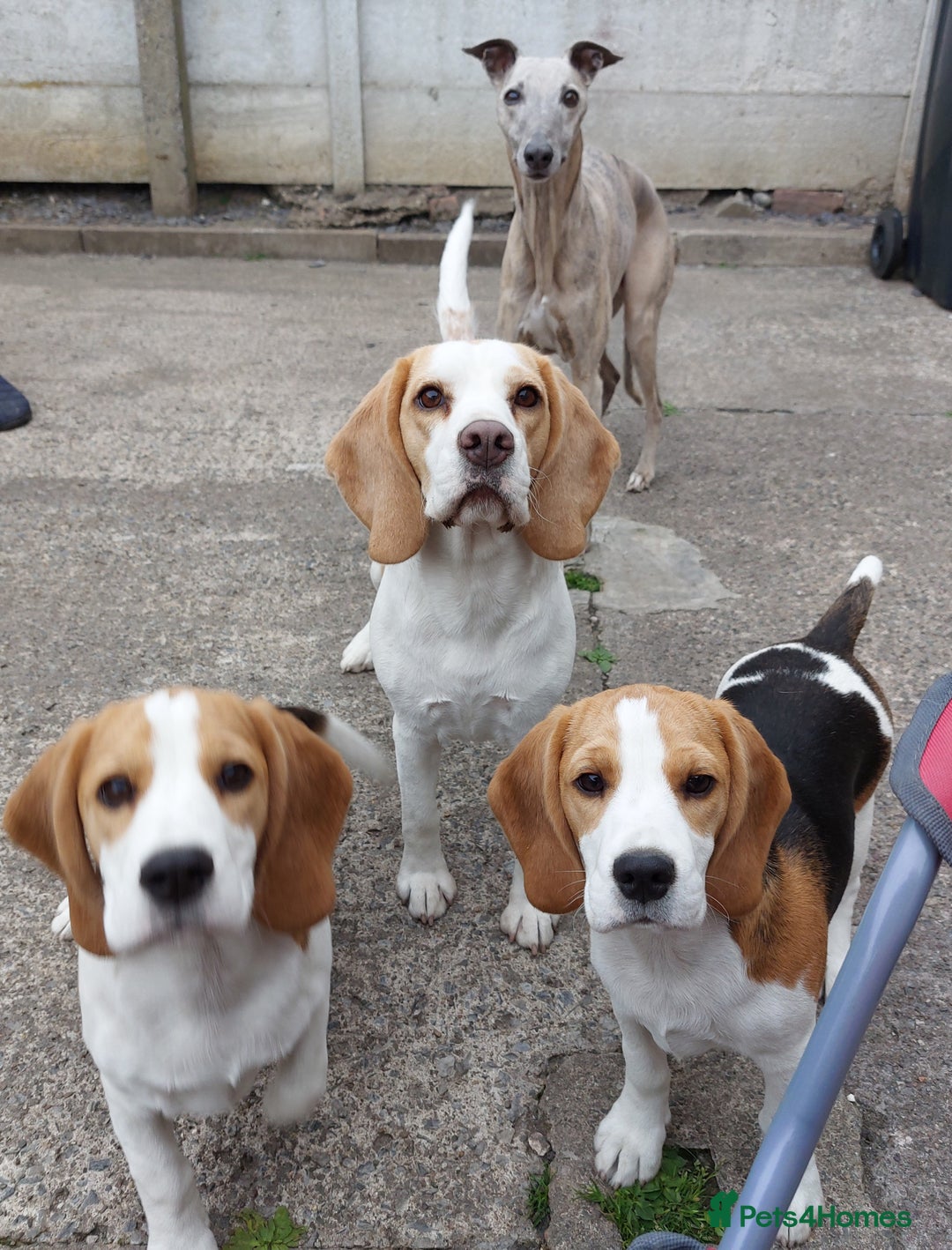 Beagle dogs for sale: Lovely kc registered girl  - Image 3