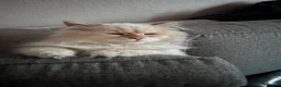 Siberian cats for sale: Stunning male Siberian  in Basingstoke - Advert 3
